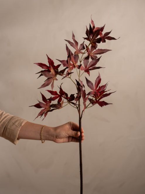Hovedbilde Mr Plant Lønnekvist burgunder