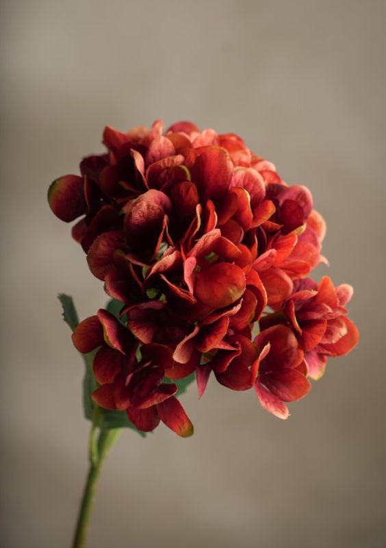 Mr Plant Hortensia høstfarge 48 cm